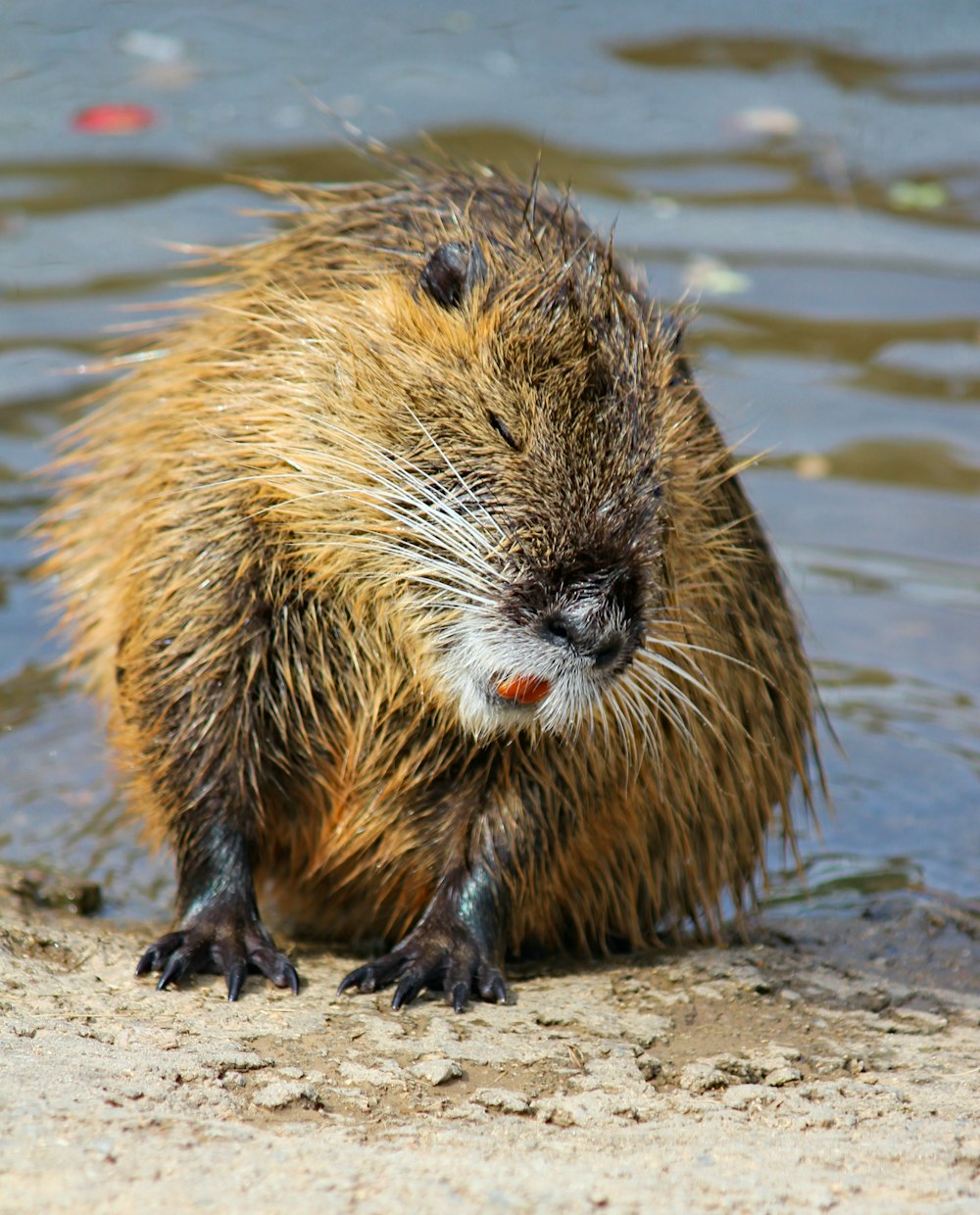 brown animal on water during daytime