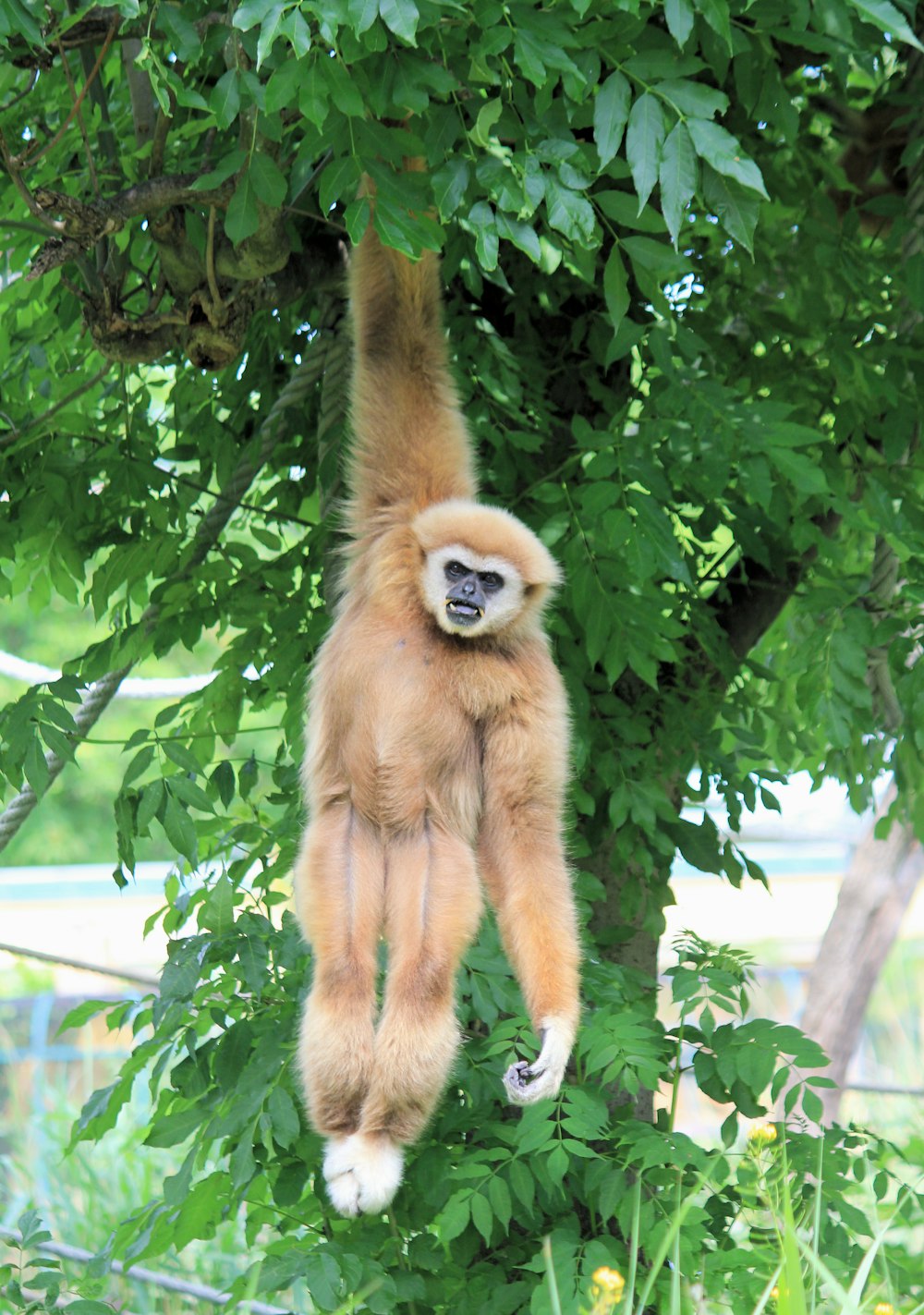 scimmia marrone sull'albero verde durante il giorno