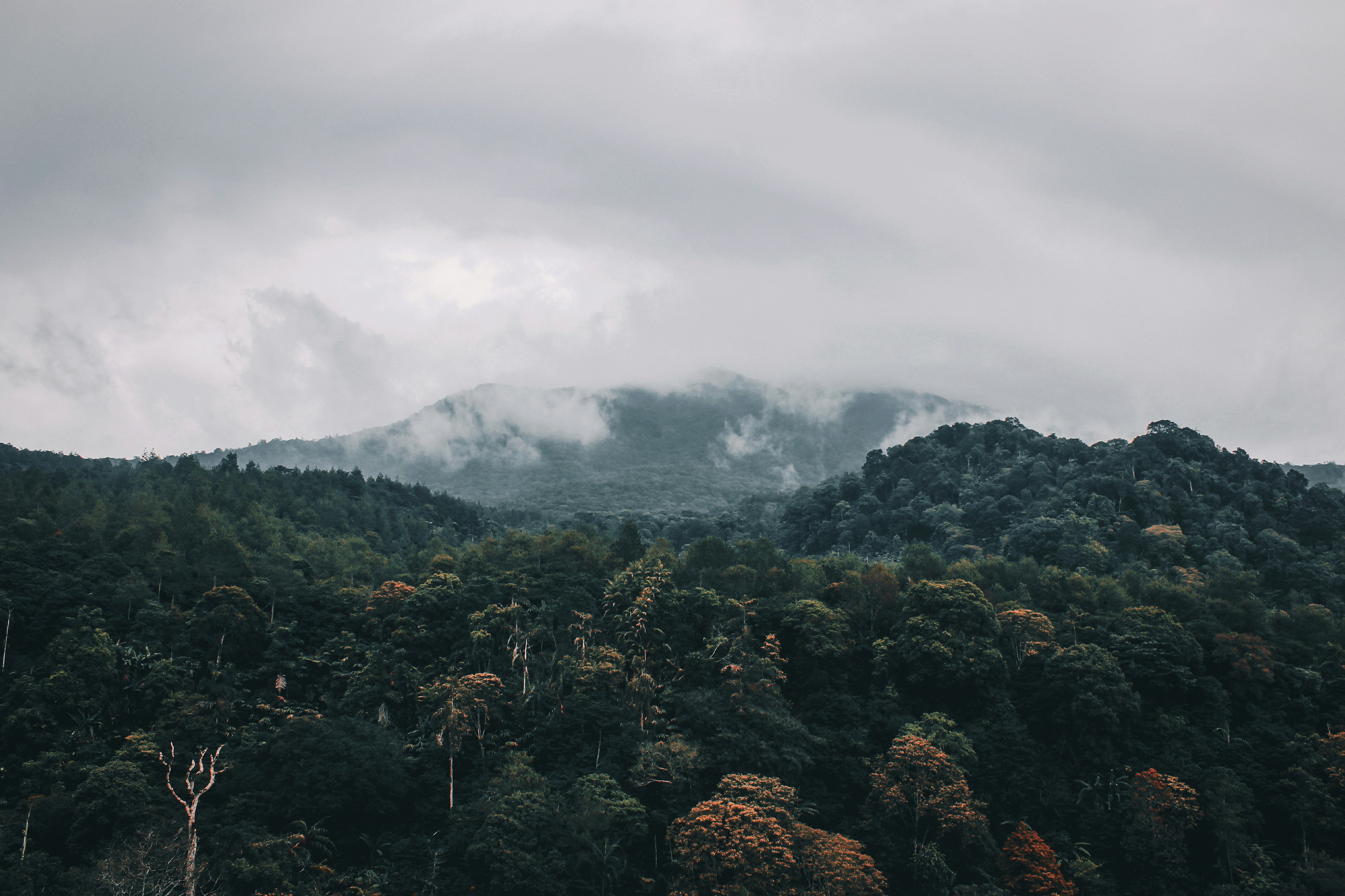 Dense green highland forest in Aberdare, misty mountains, lush tropical vegetation