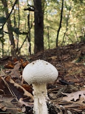 A white mushroom grows out of the forest floor, surrounded by a scattering of dry leaves and pine needles. The background features tall trees with a canopy of leaves, allowing sunlight to filter through, creating a dappled light effect.