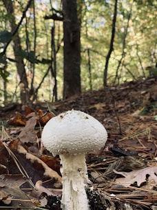 A white mushroom grows out of the forest floor, surrounded by a scattering of dry leaves and pine needles. The background features tall trees with a canopy of leaves, allowing sunlight to filter through, creating a dappled light effect.