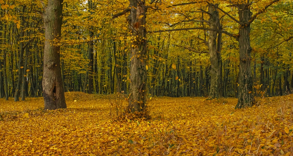 Braune Bäume auf brauner Wiese während des Tages