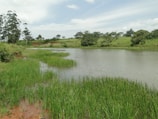 A serene pond reflecting the sky, bordered by soft grass and wildflowers.