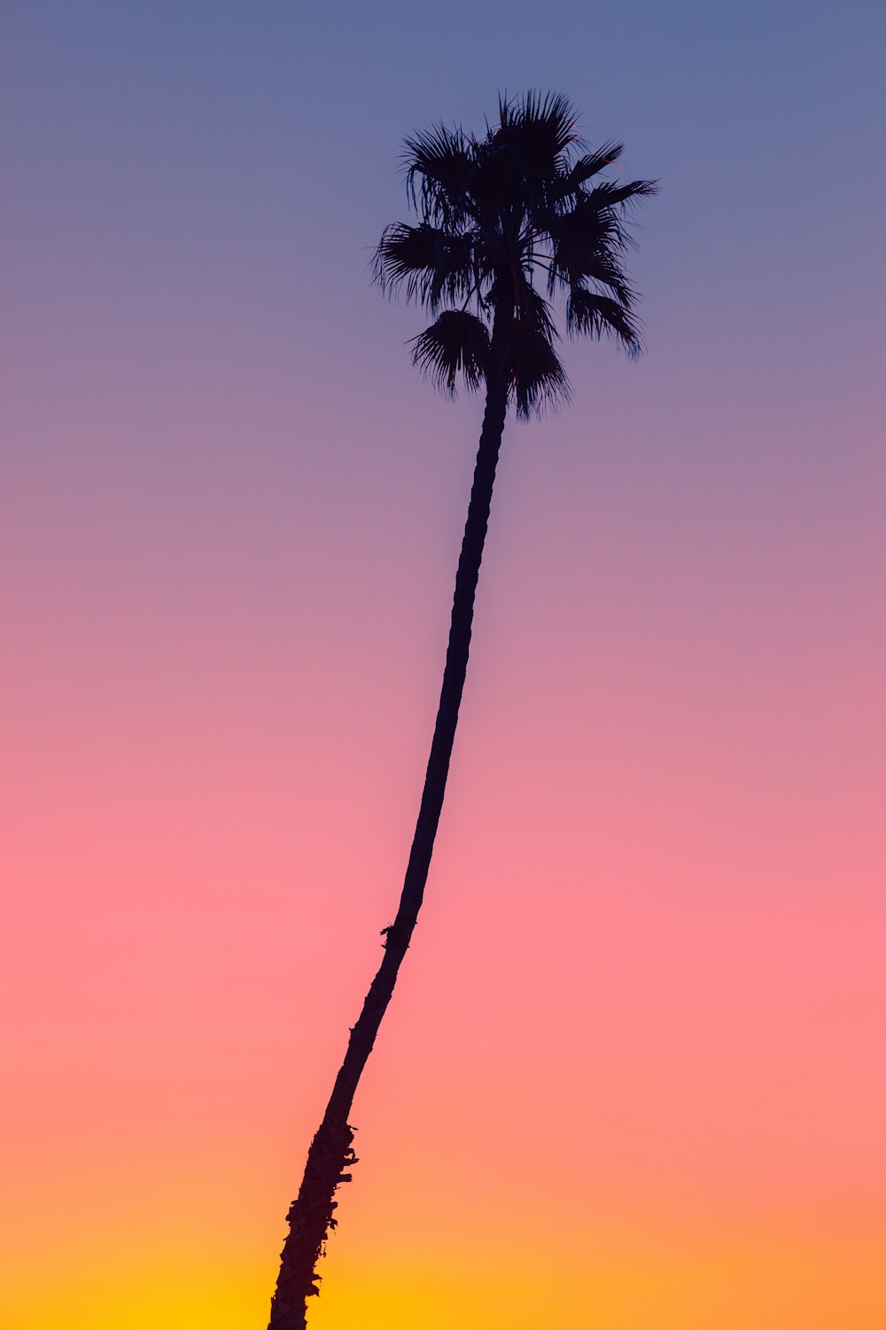 Palmera bajo el cielo azul durante el día