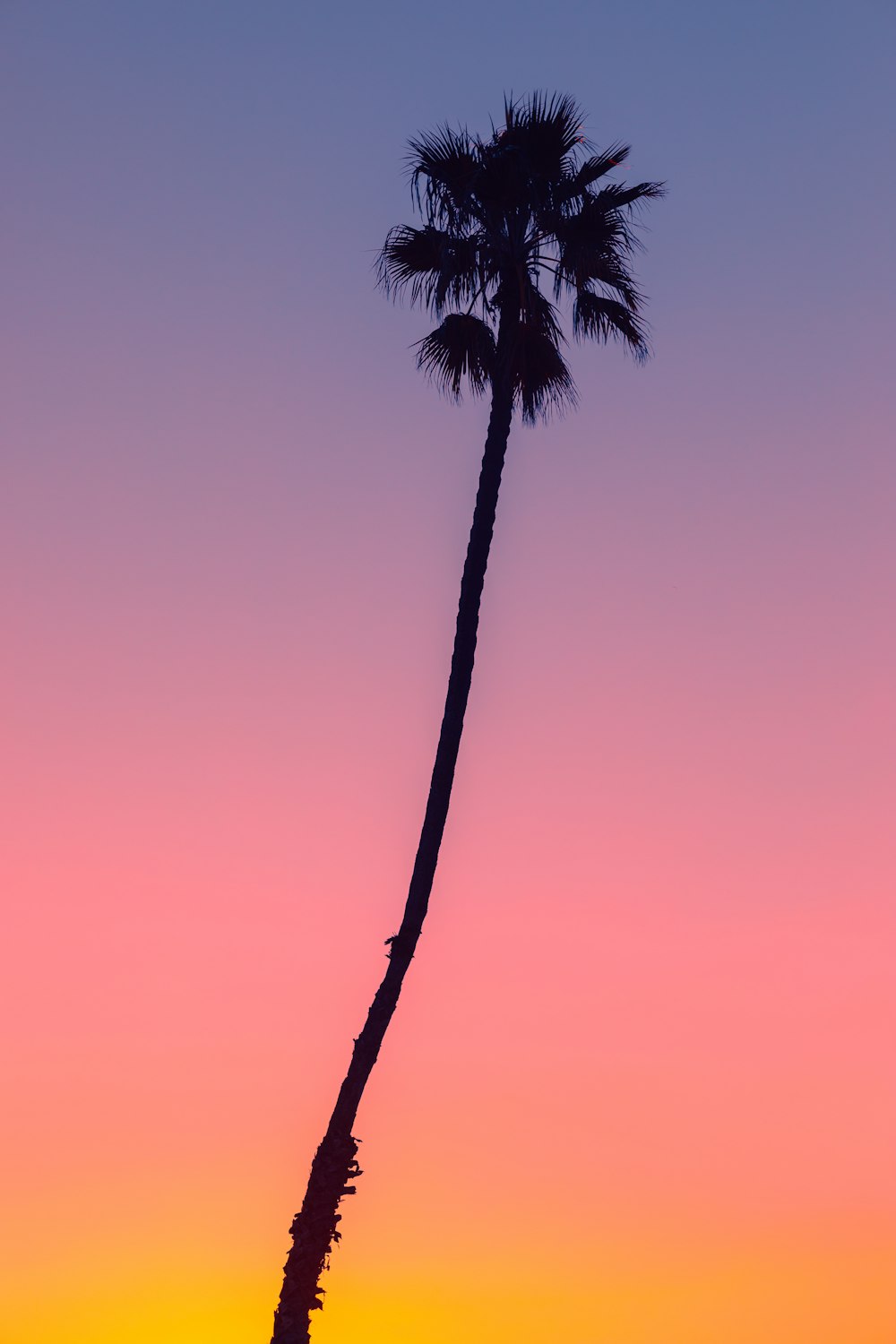 palmier sous le ciel bleu pendant la journée