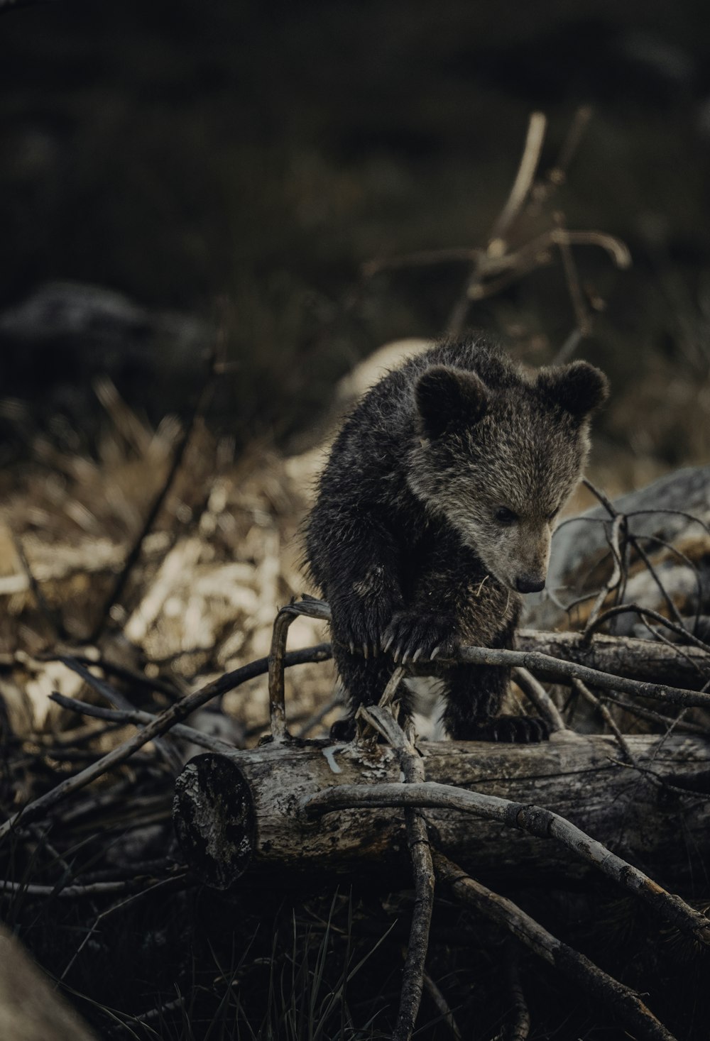 Braunbär auf braunem Ast tagsüber