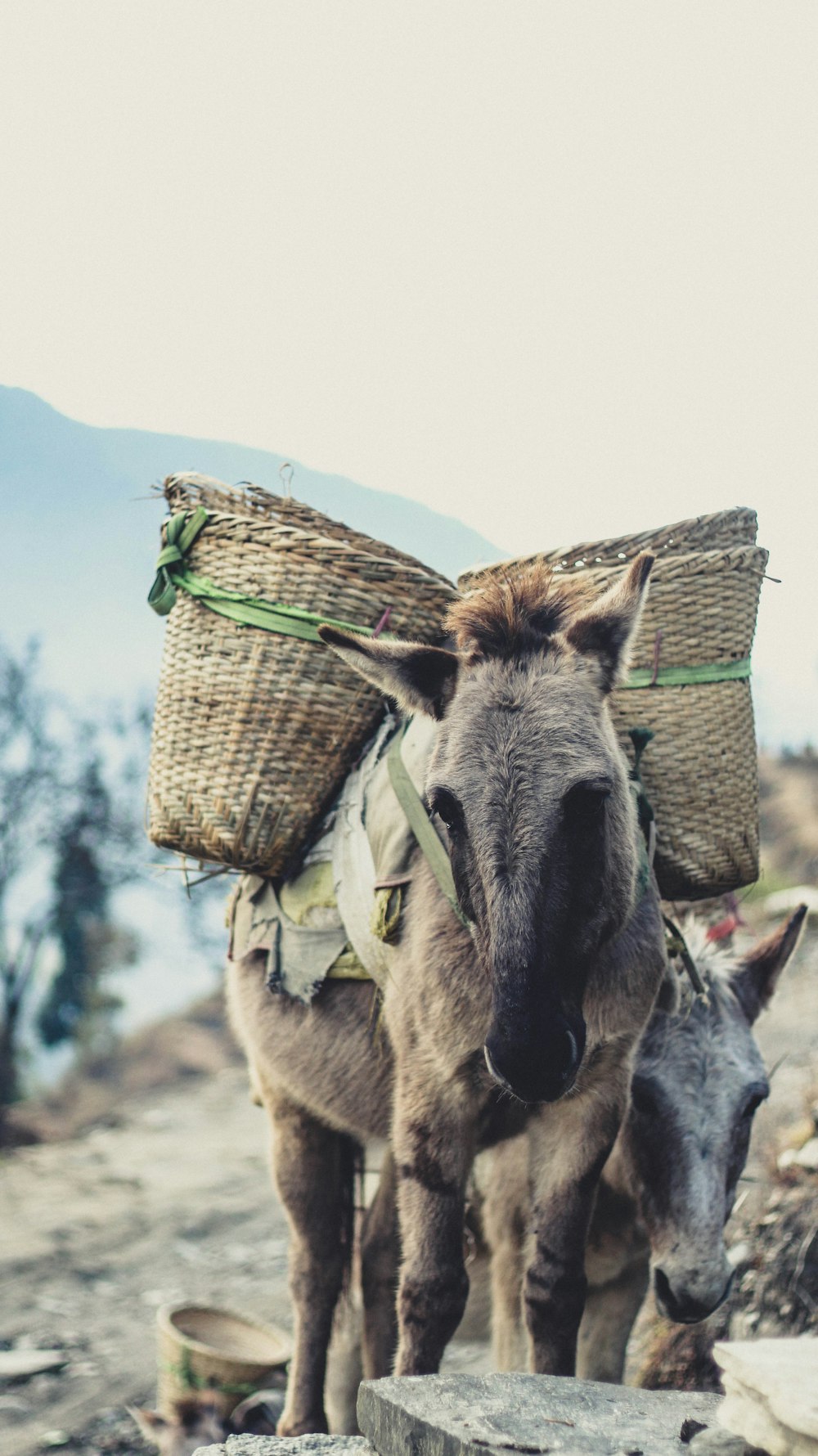 brown woven basket on gray horse