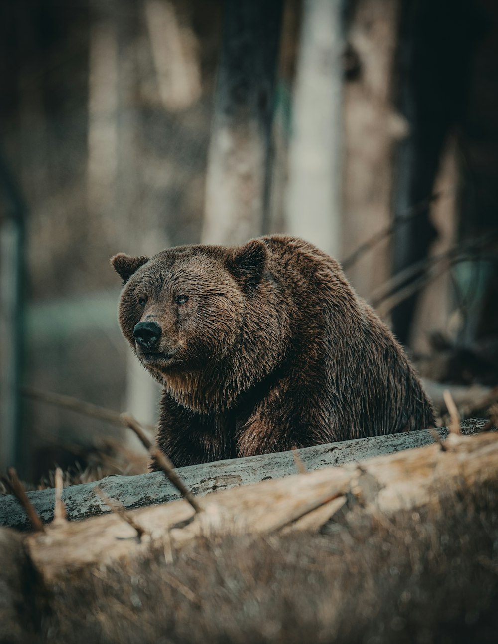 brown bear on brown wooden log during daytime