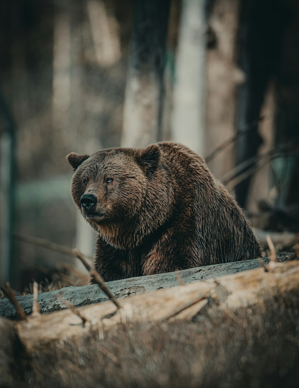 Oso pardo en tronco de madera marrón durante el día