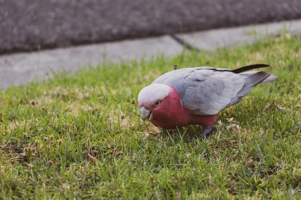 white red and gray bird on green grass during daytime