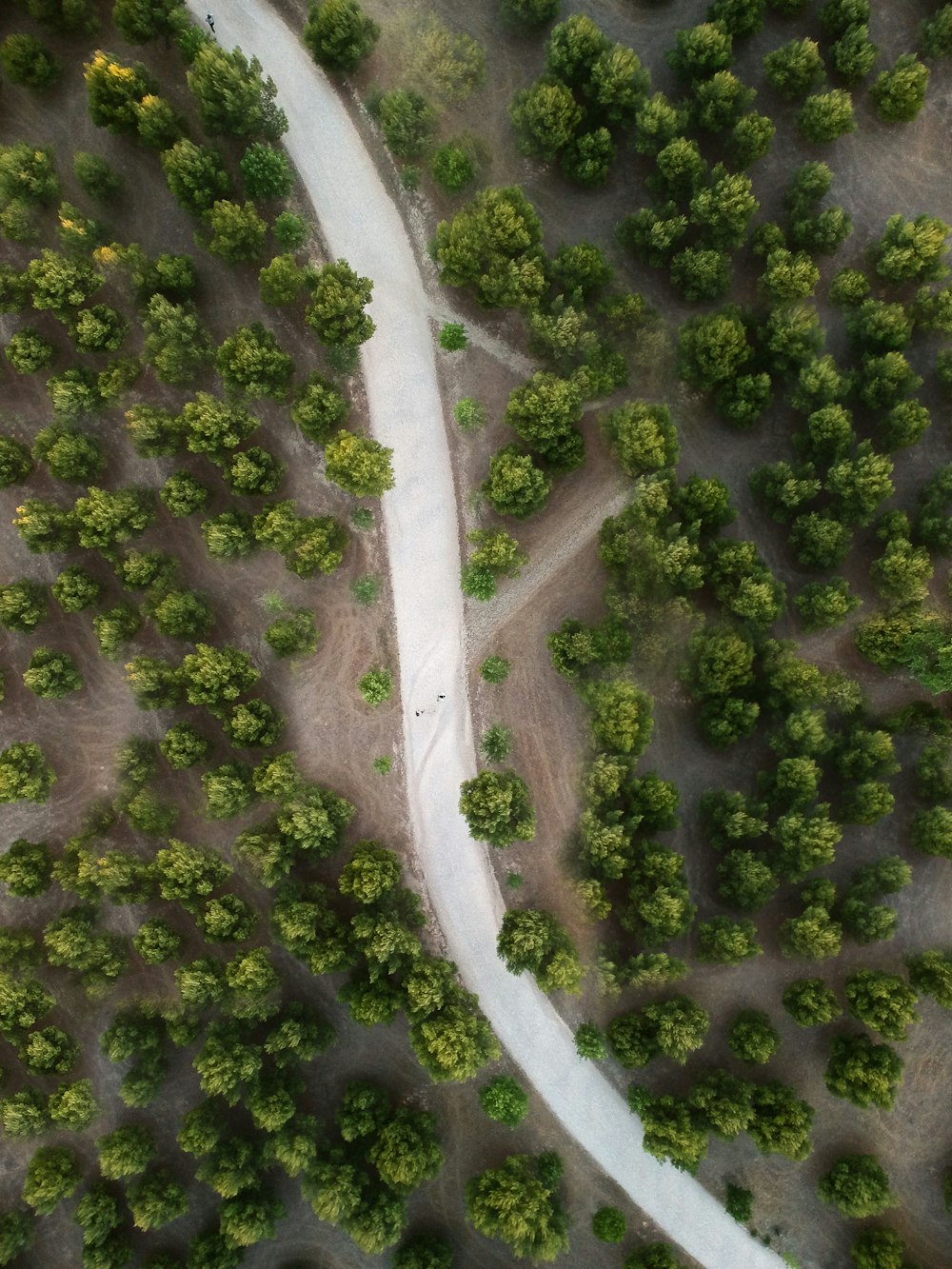 aerial view of green trees and gray road