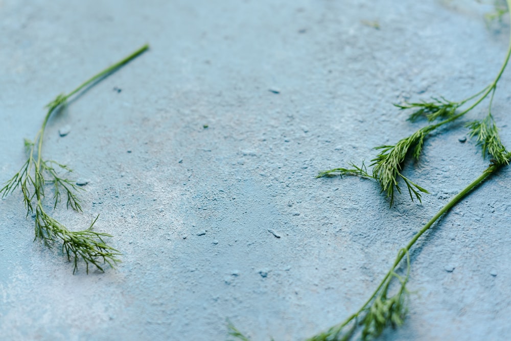 green plant on white sand