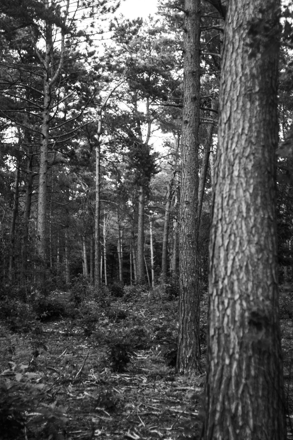 森の木々のグレースケール写真