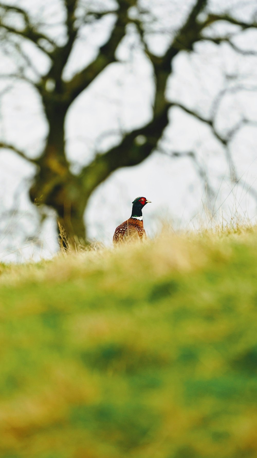 brown and black duck on green grass during daytime