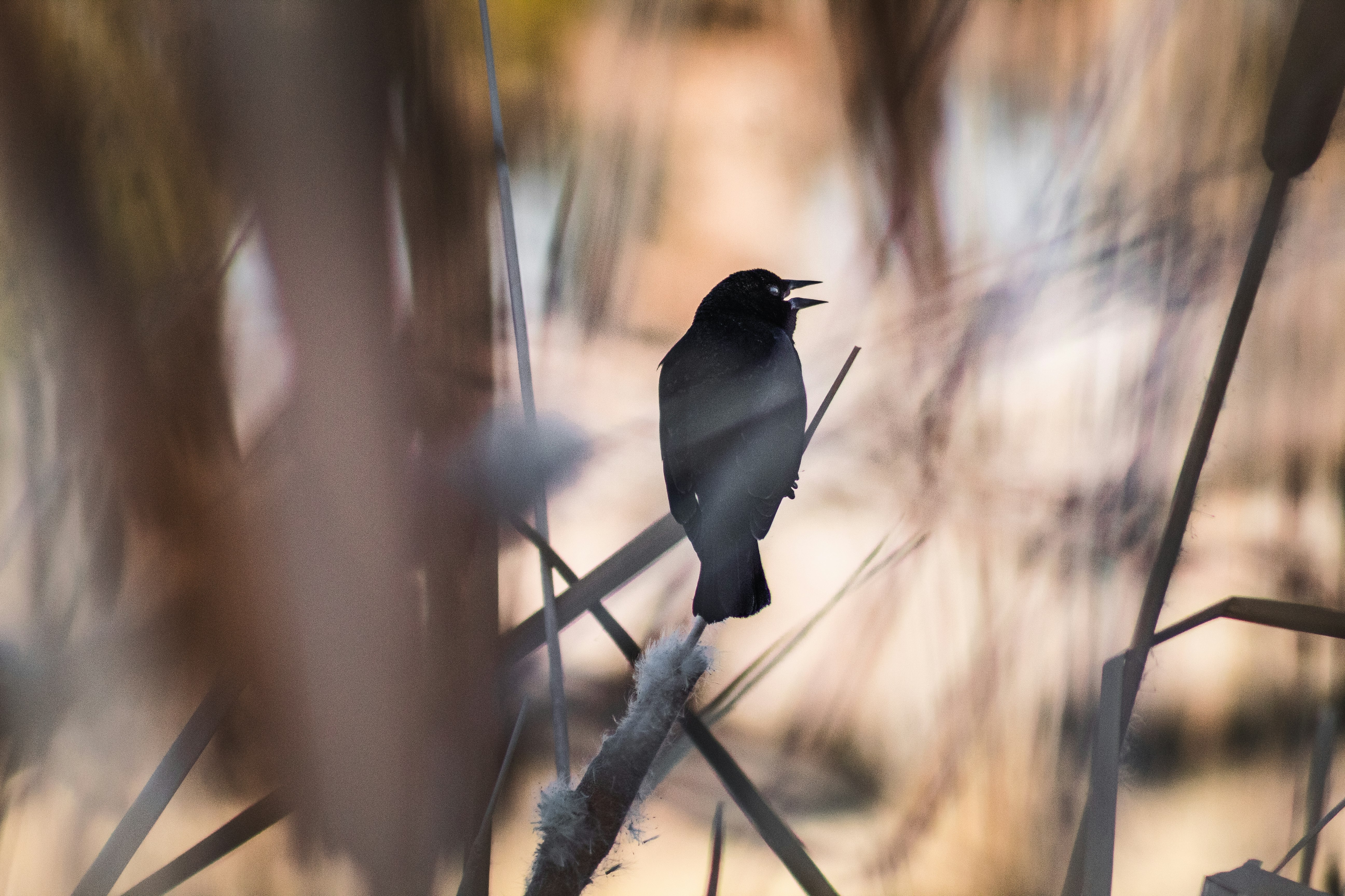 black bird on brown wooden stick during daytime