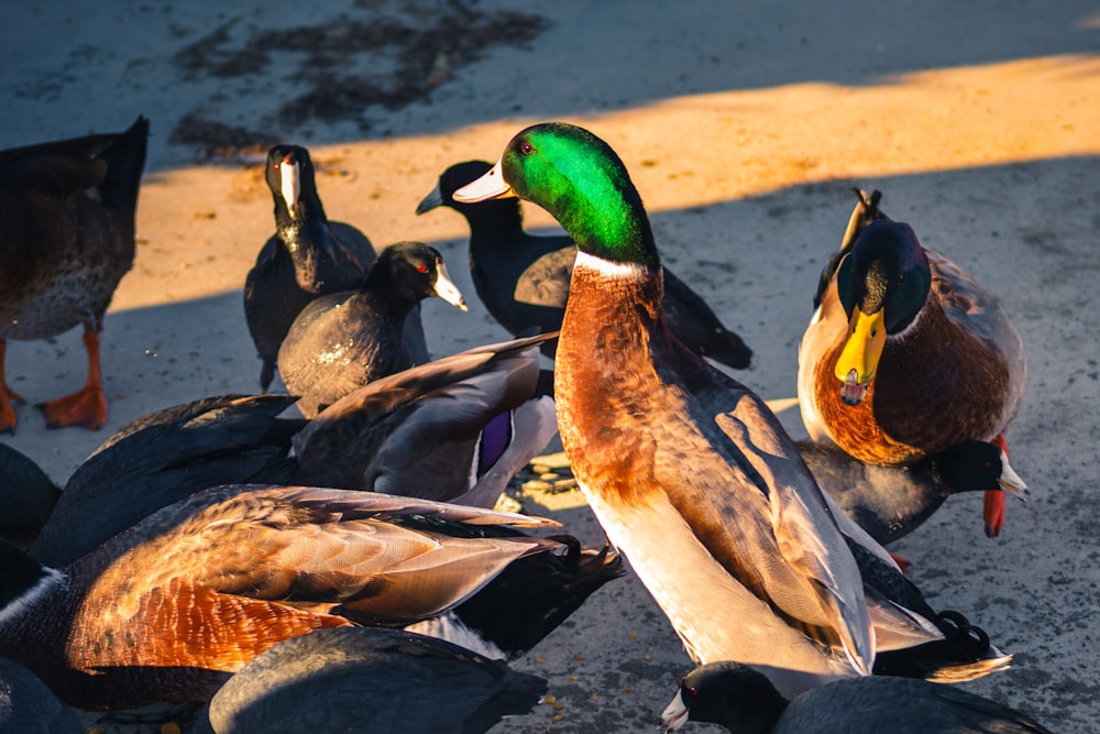 flock of mallard ducks on brown sand during daytime