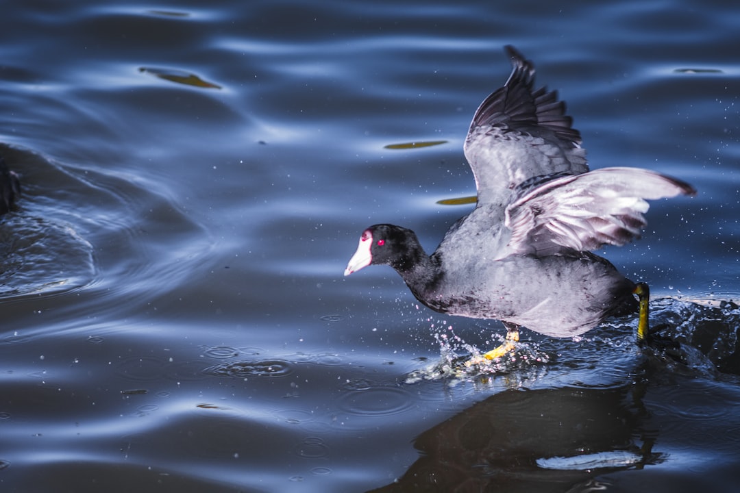 black duck on water during daytime