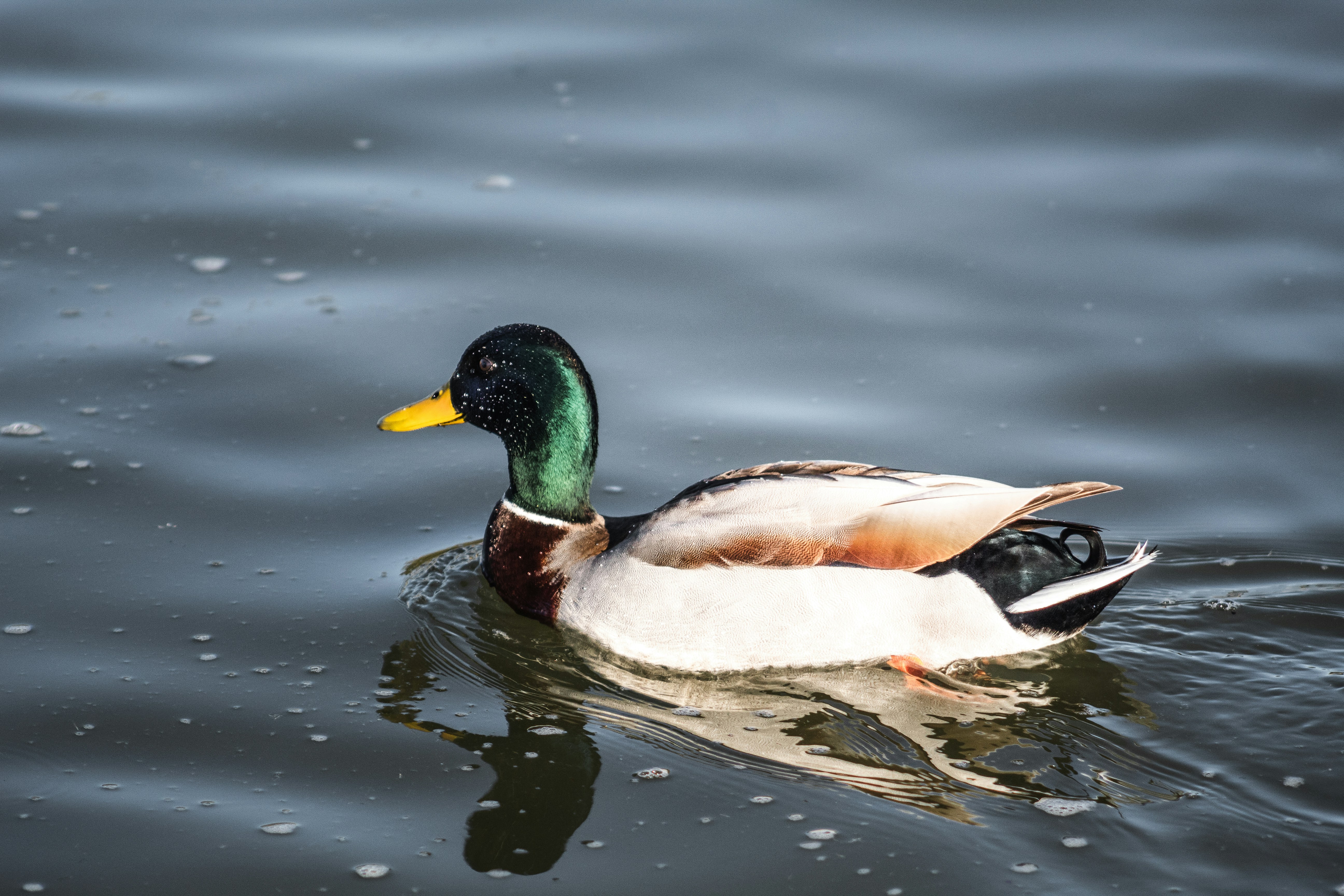 Photo by brianwangenheim