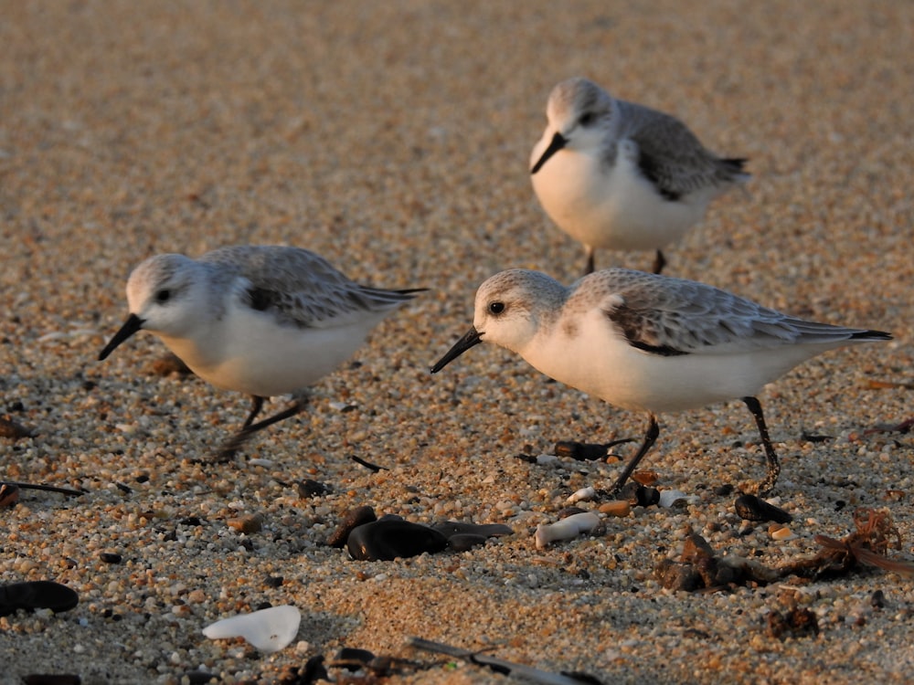 white and gray bird on gray sand during daytime