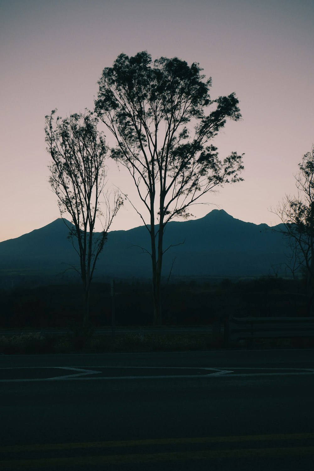 silhouette d’arbres près de la montagne pendant la journée