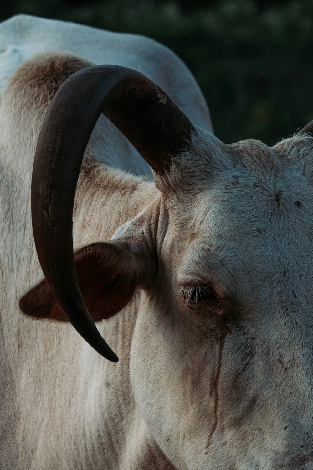 white cow with black horn