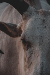 Close-up of a cow's gentle eyes in a dimly lit barn.