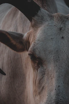 Close-up of a cow's gentle eyes in a dimly lit barn.