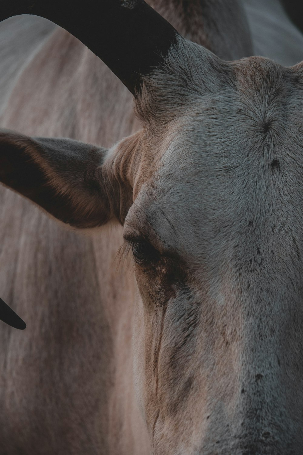 brown and white cow head