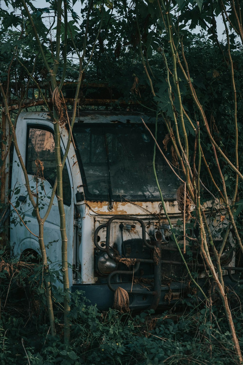 white van in forest during daytime