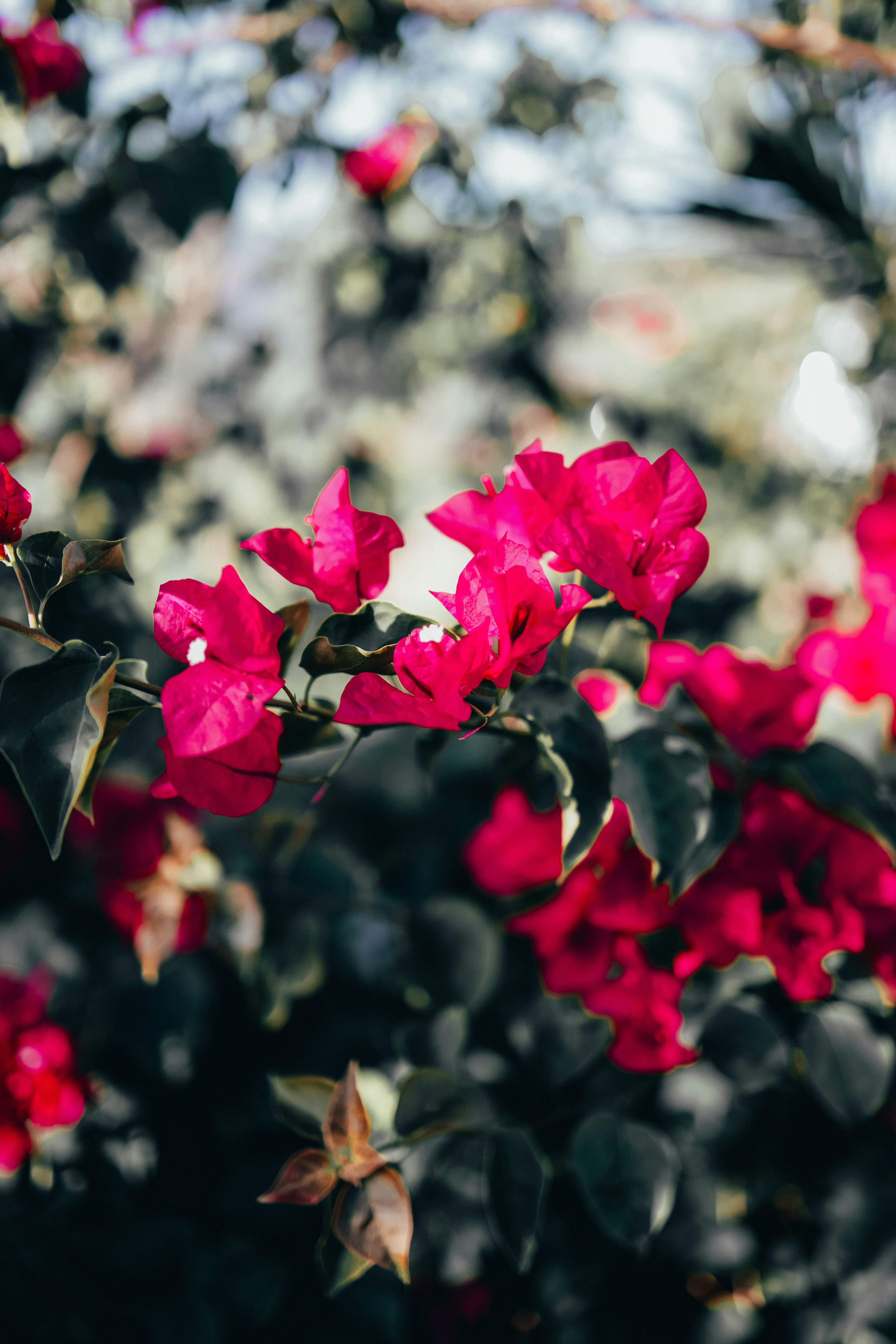 Photo by davisthecameraguy