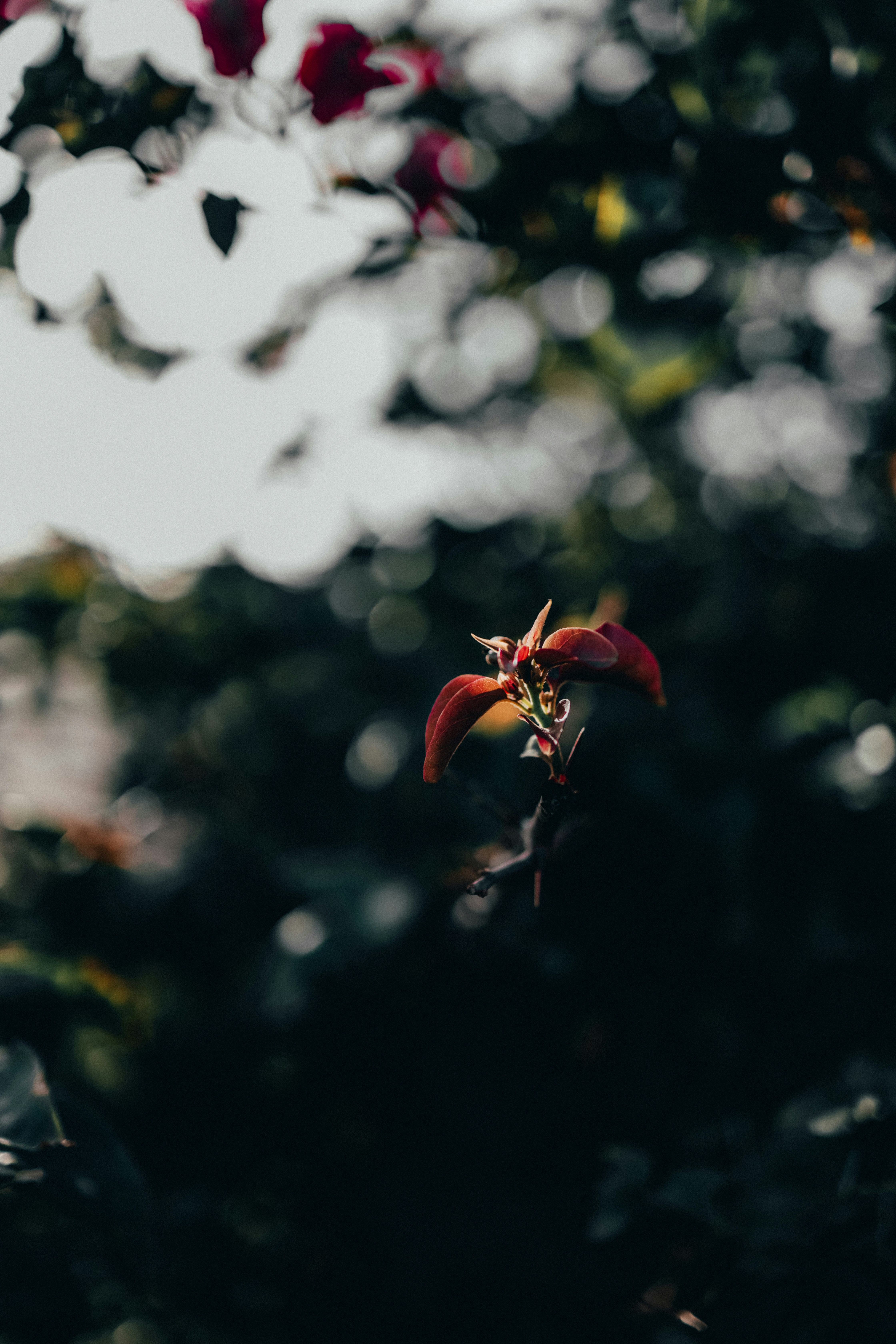 Photo by davisthecameraguy