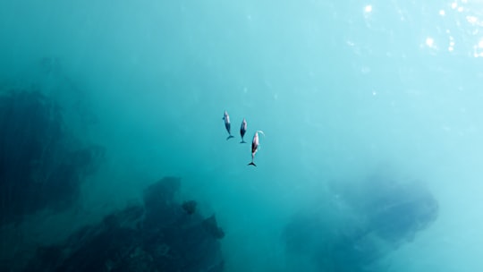 photo of Camps Bay Freediving near Zeitz Museum of Contemporary Art Africa