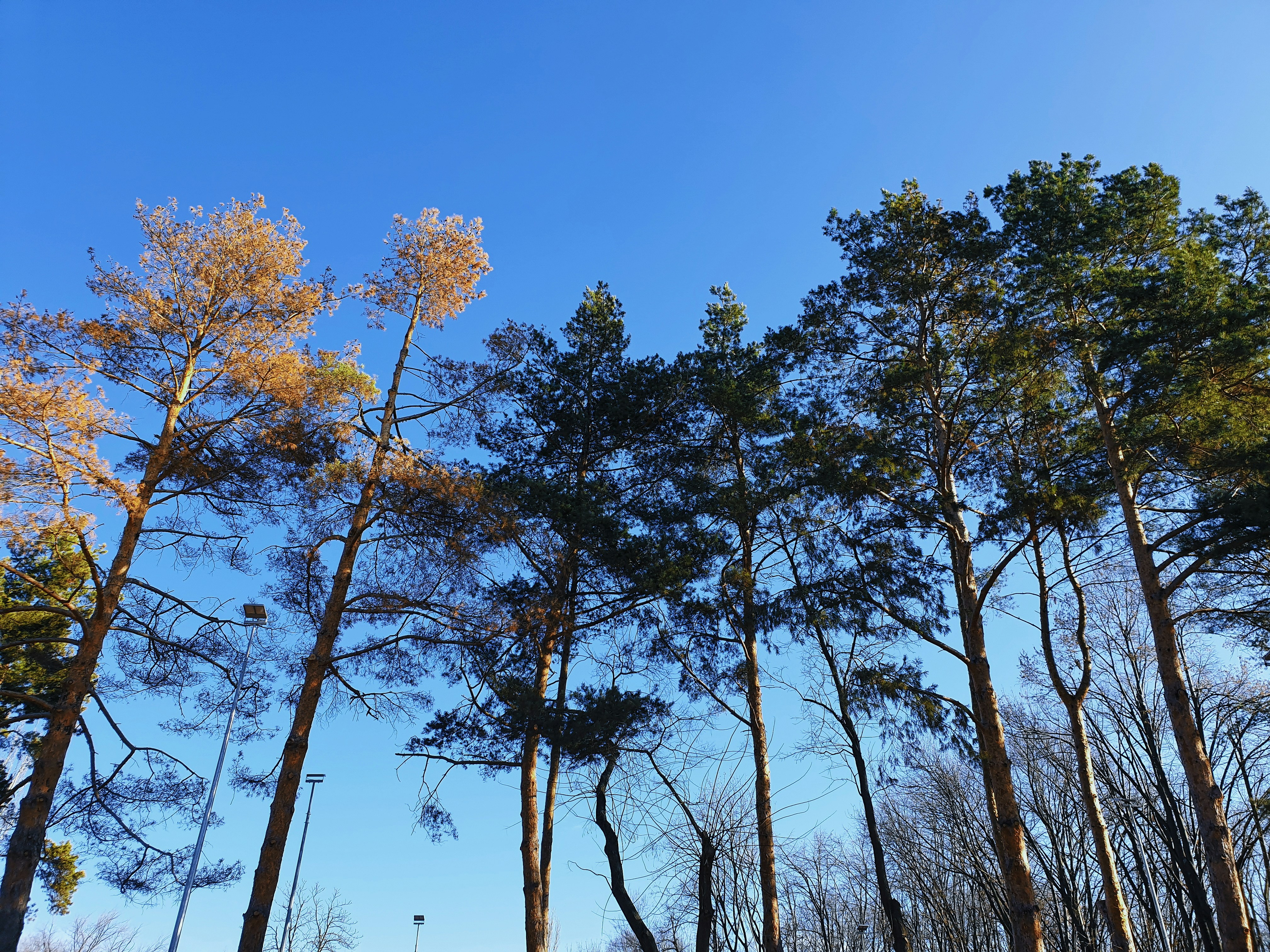 green and brown trees under blue sky during daytime