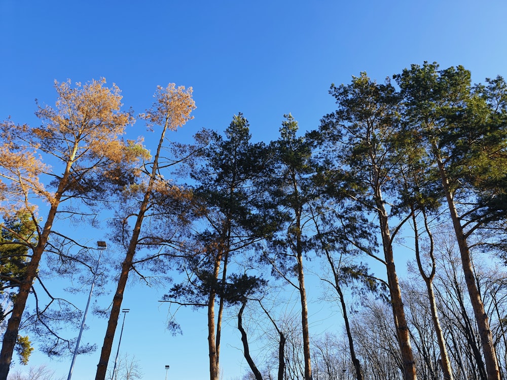 green and brown trees under blue sky during daytime