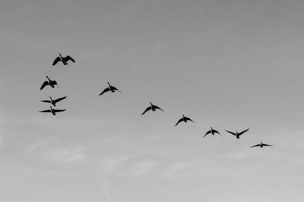 birds flying in the sky