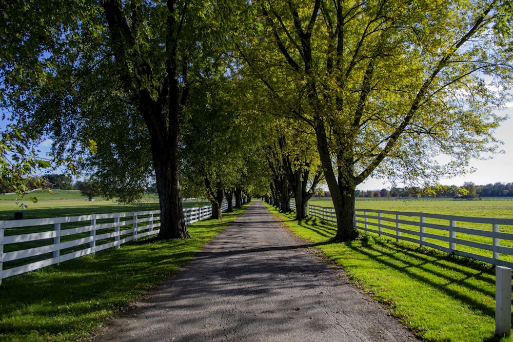 gray concrete road between green grass field and trees during daytime