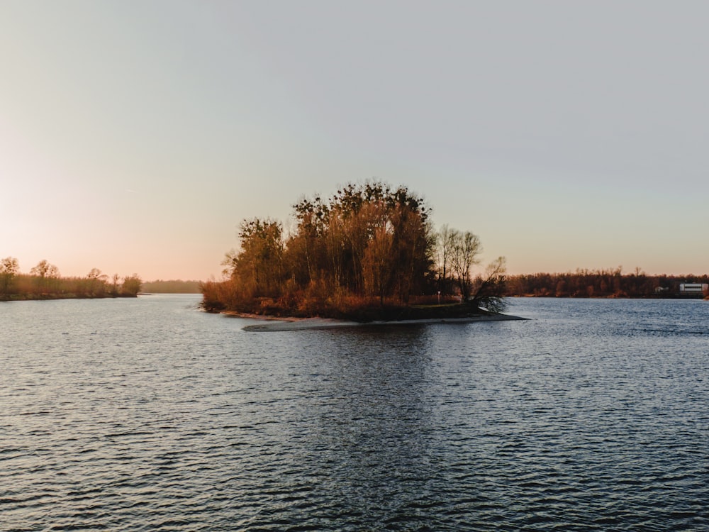 brown trees beside body of water during daytime