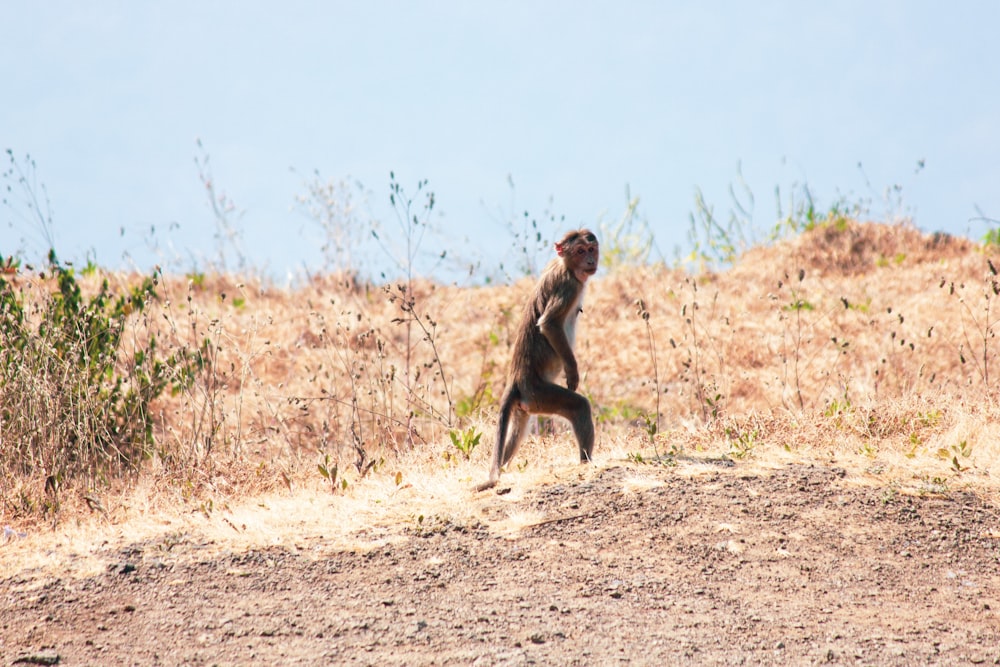 singe brun assis sur de la terre brune pendant la journée