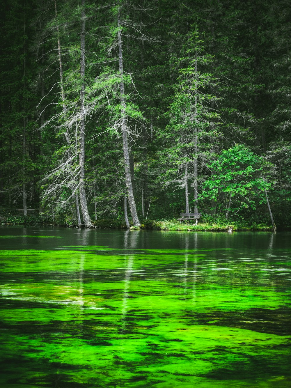 green trees beside body of water during daytime