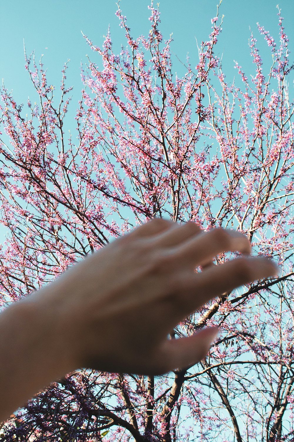 Personen Hand an roter Blattpflanze