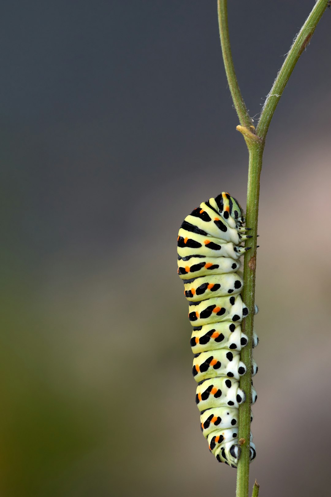 black and yellow caterpillar on green stem