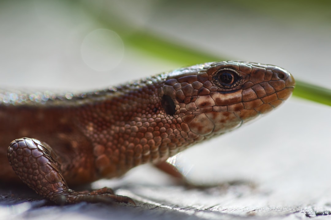 brown and black lizard on white rock