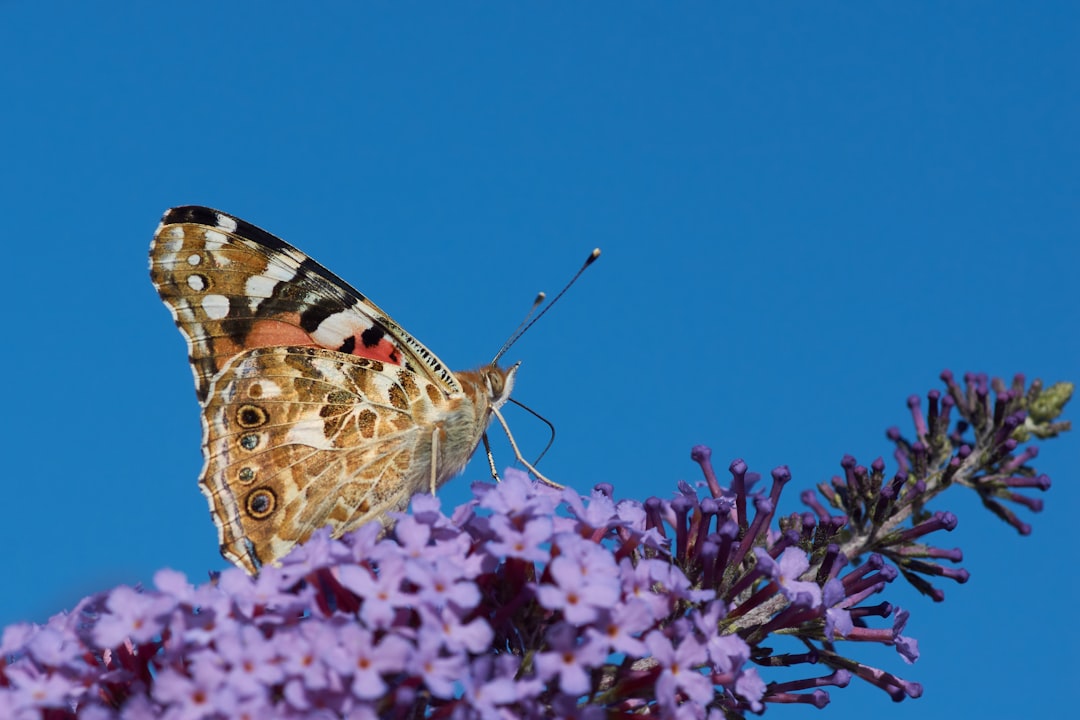 painted lady butterfly perched on purple flower