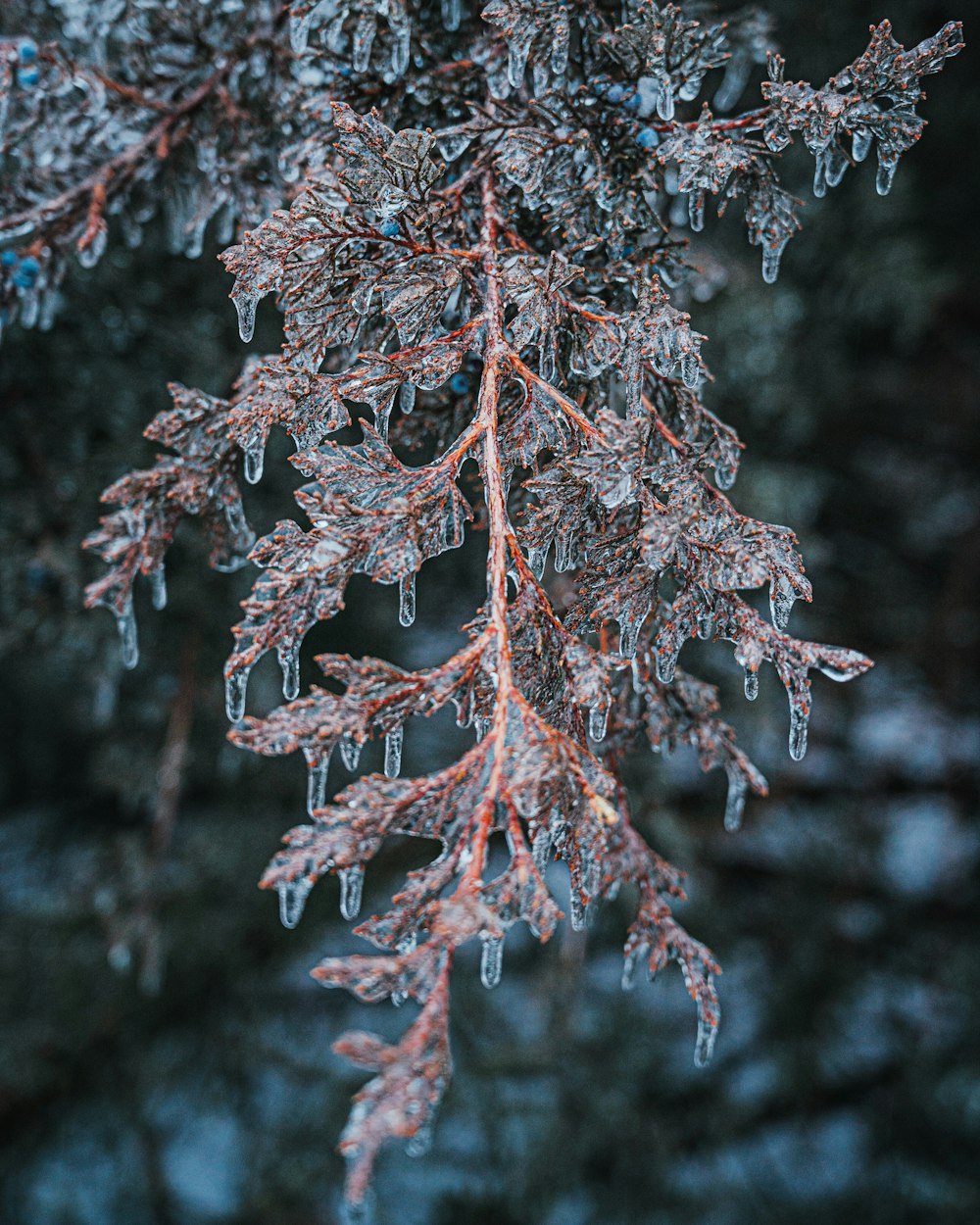 brown and white tree branch