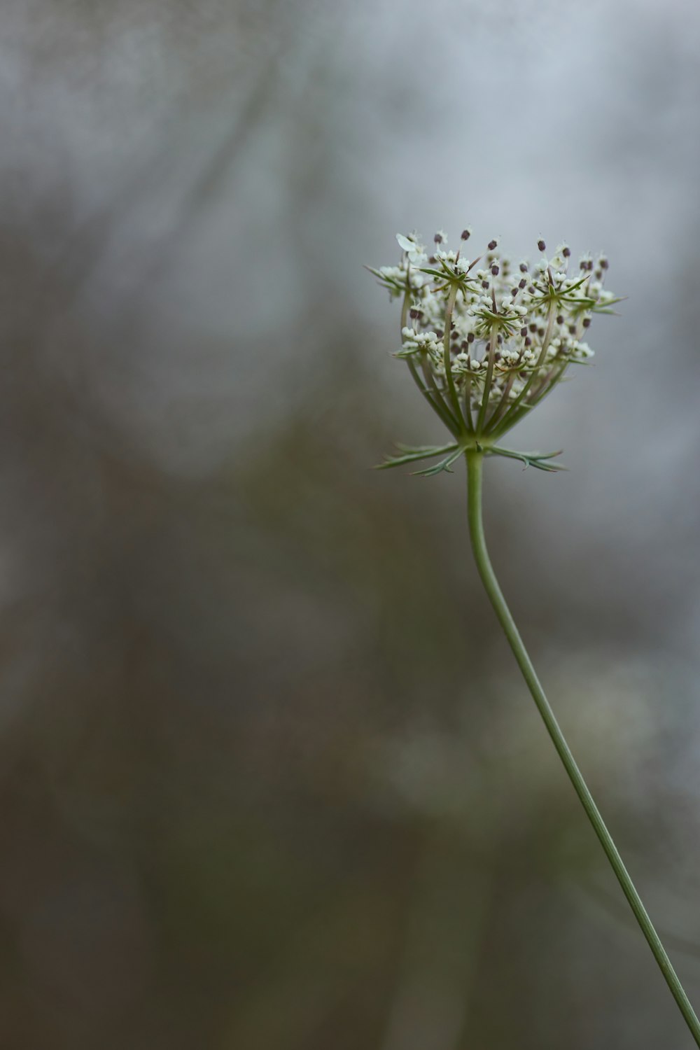 white flower in tilt shift lens