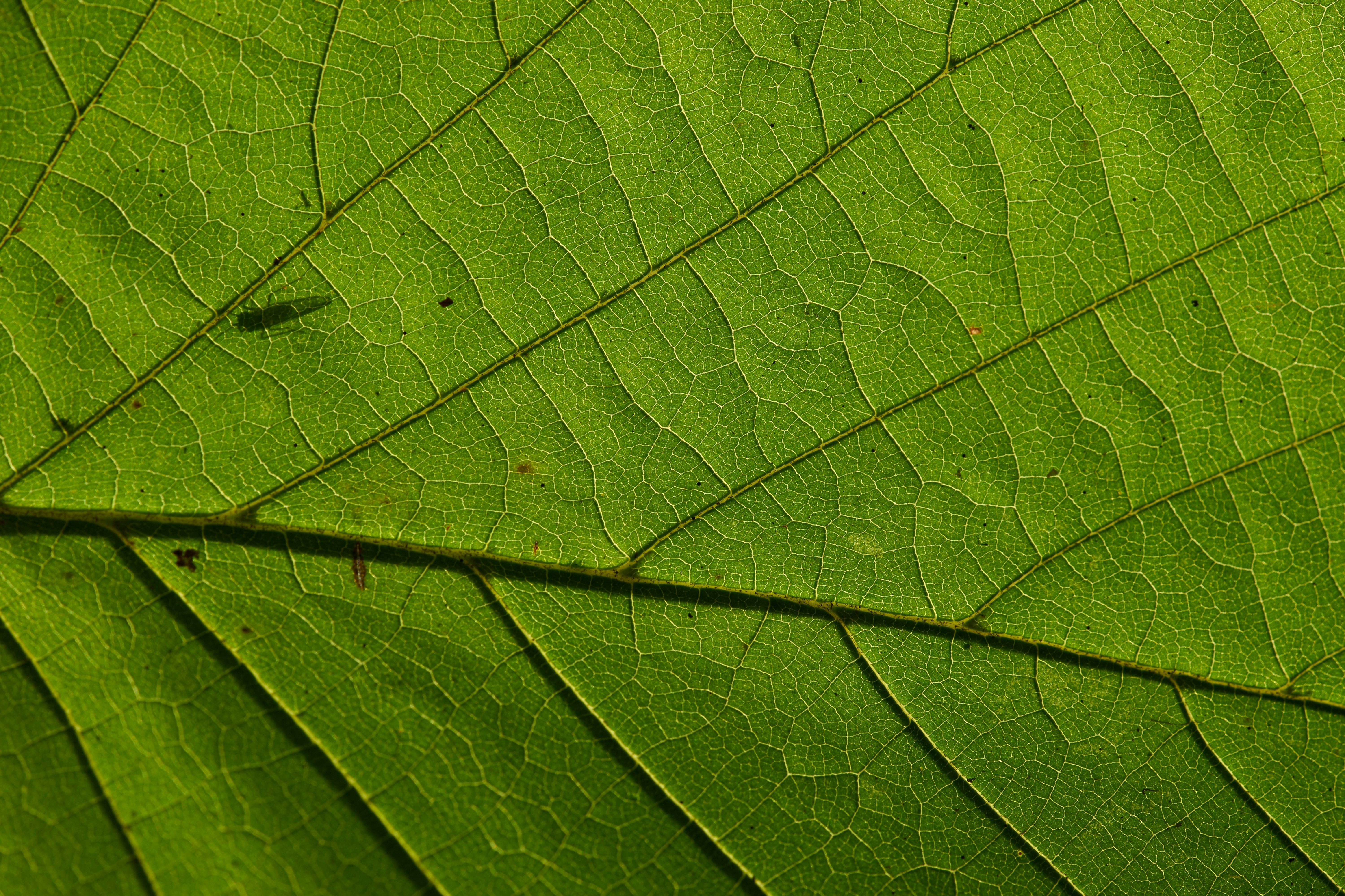 Photo by wolfgang_hasselmann