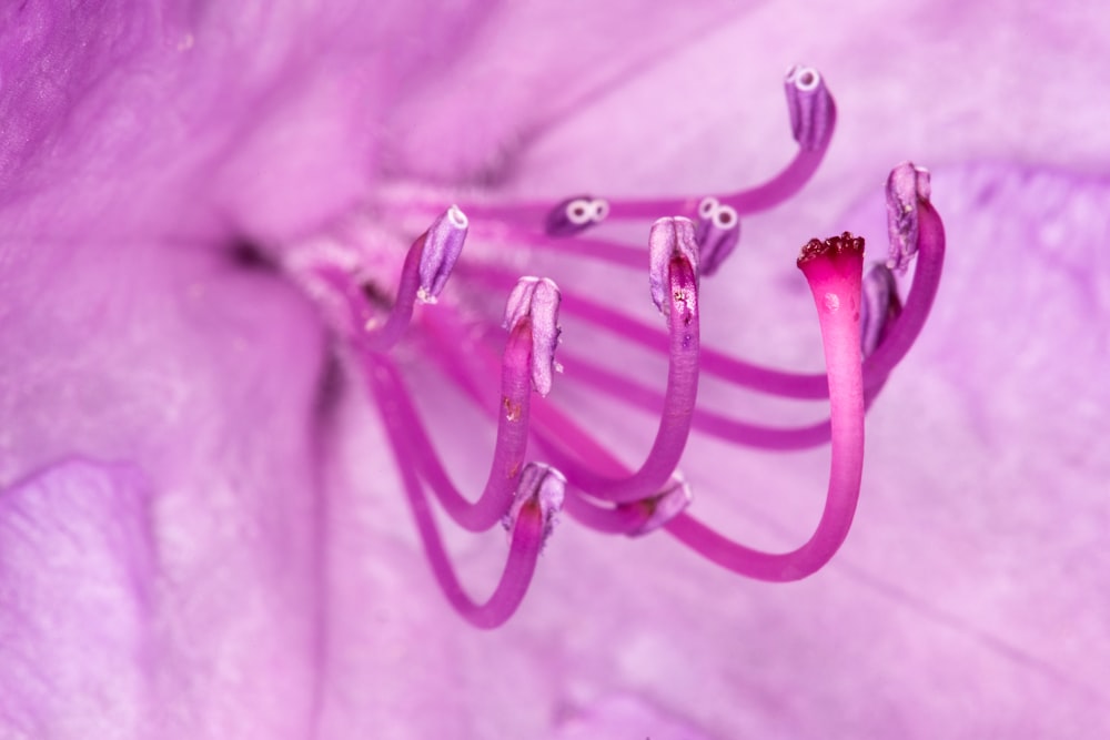 épingle à linge en plastique rose sur textile violet