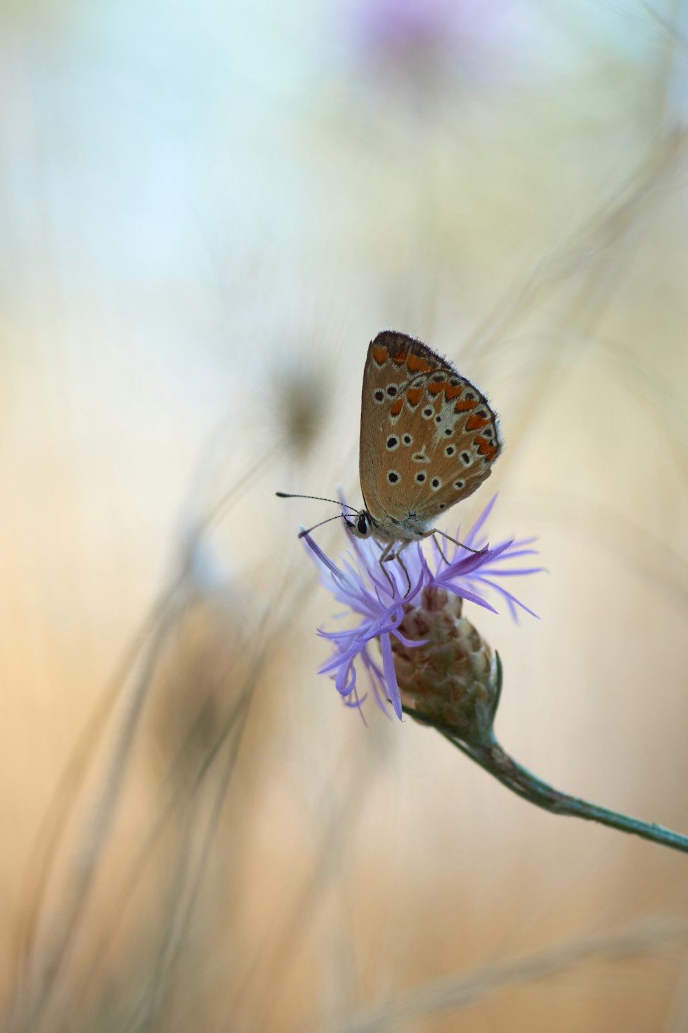 borboleta marrom e branca empoleirada na flor roxa em fotografia de perto durante o dia
