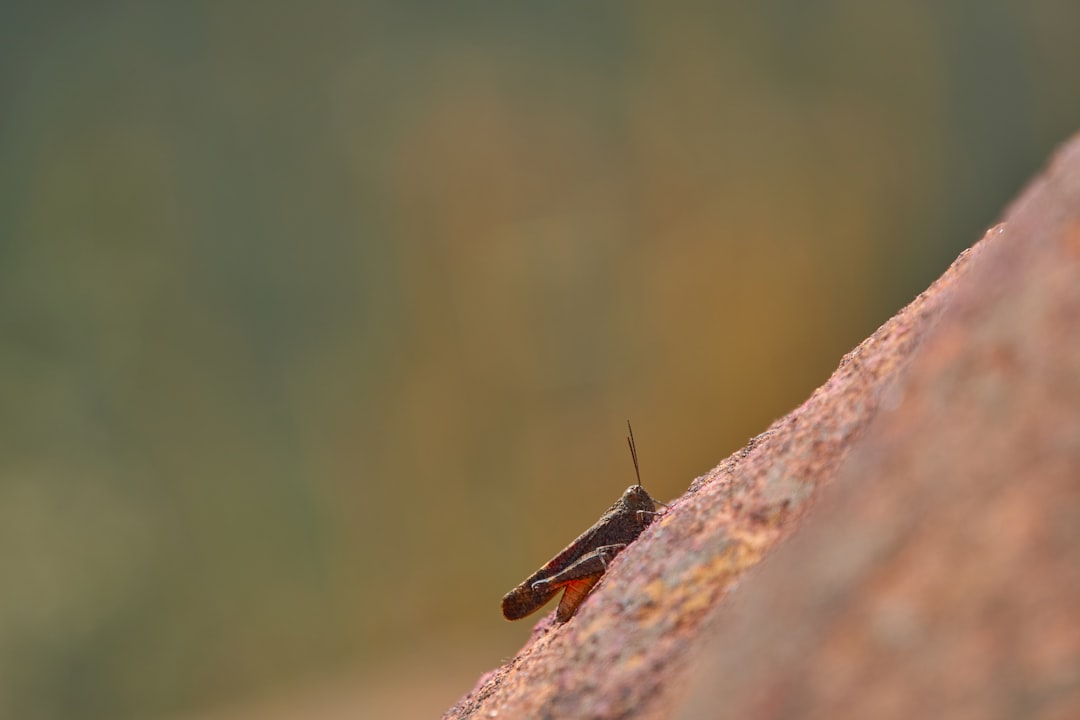 brown grasshopper on brown rock during daytime