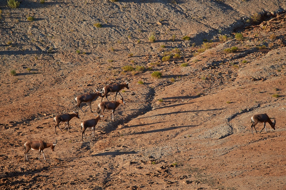 herd of deer on brown field during daytime